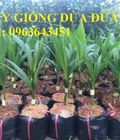Hình ảnh: Cây giống dừa xiêm xanh lùn