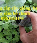Hình ảnh: Cây giống, hạt giống sâm bố chính