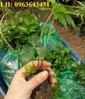 Hình ảnh: Cây giống, hạt giống  sâm ngọc linh, sâm đương quy