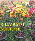 Hình ảnh: Cây hoa giấy Thái, Hoa giấy nhiều màu