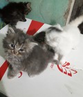 Hình ảnh: Đàn mèo anh lông dài đáng yêu. Giá tốt