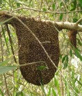 Hình ảnh: Mật ong rừng tự nhiên nguyên chất tây bắc e bán 450k/1l