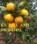 Hình ảnh: Cây giống cam Vinh, cam cam phong F1