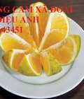Hình ảnh: Cây giống cam V2, cam xã đàn chuẩn F1