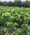 Hình ảnh: Bán Giống Bưởi Diễn, quả sai và cực ngọt, Chuẩn Phú Diễn Hà Nội, 80K/1 cây