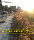Hình ảnh: Hot Cần bán lô đất sạch trên đường T5 đường T12 , kđt An Bình Tân,nha trang giá rẻ