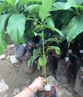 Hình ảnh: Cây giống bơ 034