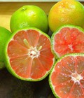Hình ảnh: Cây giống chanh không hạt