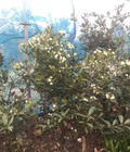 Hình ảnh: Cây cherry brazil, cây cherry nhiệt đới