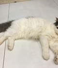 Hình ảnh: Mèo Anh lông dài 11 tháng