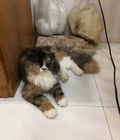 Hình ảnh: Mèo Anh lông dài 11 tháng tuổi