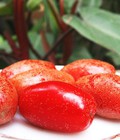 Hình ảnh: Giống nhót ngọt- GIống cây ăn quả mới lạ có giá trị kinh tế 