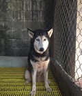 Hình ảnh: Trại chó Hoangdung bán chó husky cái 11 tháng tuổi