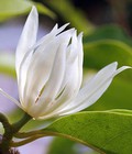 Hình ảnh: Hoa Ngọc Lan - Loài hoa với mùi hương lôi quấn