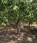 Hình ảnh: Cần bán gấp lô đất tại xã Long Hòa, huyện Cần Giờ, TP HCM
