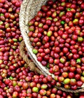 Hình ảnh: Cung cấp cà phê, bơ, tiêu tại Việt Nam KTC Việt Nam