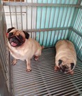 Hình ảnh: cần bán 3 chú chó pug cái trưởng thành