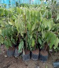Hình ảnh: Cung cấp cây giống nhãn không hạt nhập khẩu chuẩn