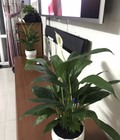 Hình ảnh: Nhà 1 Triệt 2 Lầu 1 Sân Thượng Xuân Thới Thượng Hóc Môn