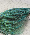 Hình ảnh: Chim công xanh
