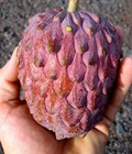 Hình ảnh: Cung cấp cây giống na đỏ Úc, mãng cầu đỏ Úc