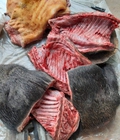 Hình ảnh: Chuyên cung cấp thịt rừng Campuchia