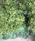 Hình ảnh: Cung cấp cây giống đinh lăng nếp lá nhỏ chuân
