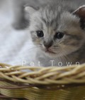 Hình ảnh: Bé mèo scottish mầu tabby cực xinh