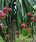 Hình ảnh: Cung cấp cây giống thanh long ruột đỏ chuẩn