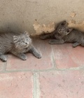 Hình ảnh: 2 em mèo Anh màu xám xanh,lilac cần tìm chủ yêu thương