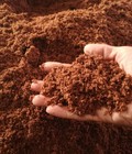 Hình ảnh: Mùn xơ dừa phục vụ trồng rau sạch