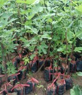 Hình ảnh: Cung cấp cây giống sung Mỹ, cây sung Mỹ to đang có quả