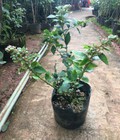 Hình ảnh: Cung cấp cây giống việt quất, giống việt quất 4 mùa