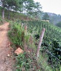 Hình ảnh: Bán 2.5 ha đất vườn cafe xã Phi Tô,Huyện Lâm Đồng, cách Đà Lạt 40KM
