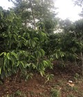 Hình ảnh: Chính chủ cần bán gấp đất Quảng Sơn Đắk Glong Đắk Nông