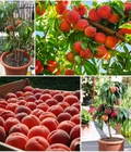 Hình ảnh: Cây giống đào tiên chịu nhiệt Nhật Bản chuẩn