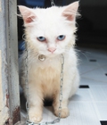 Hình ảnh: Mèo anh lông dài lông trắng mắt xanh 7 tháng