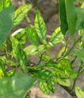 Hình ảnh: Bệnh vàng lá gân xanh (bệnh greening) trên cây cam quýt