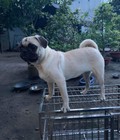 Hình ảnh: trại chó HOÀNG DŨNG bán chú chó pug cái tơ