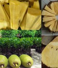 Hình ảnh: Cung cấp cây giống mít không hạt chuẩn, giá tốt