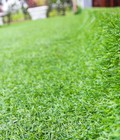 Hình ảnh: Cỏ nhân tạo sân vườn