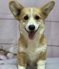 Hình ảnh: Bán chó corgi nhập khẩu