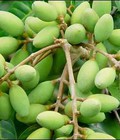 Hình ảnh: Cung cấp cây giống trám trắng chuẩn, số lượng lớn