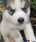 Hình ảnh: Bán chó husky