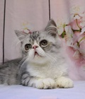 Hình ảnh: Bán mèo Ba Tư giá rẻ
