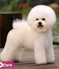 Hình ảnh: Bán chó bichon đẹp giá rẻ 