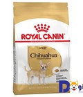 Hình ảnh: Thức ăn cho chó Royal Canin chihuahua adult