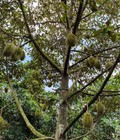 Hình ảnh: Bán đất MT đường nhựa P. Bàu Sen ,. Long Khánh Đồng Nai