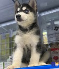Hình ảnh: bát chó husky mặt ngáo