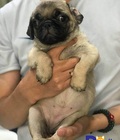 Hình ảnh: Bán đàn chó pug thuẩn chủng